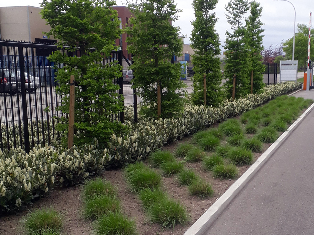 Beplanting voor bedrijfstuin industriezone Malle voor een groene zone