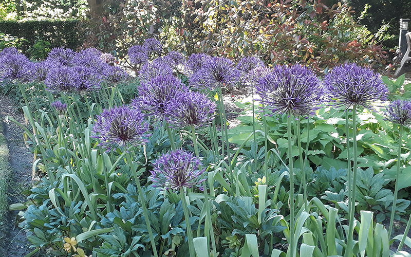 De soort bestrijding van onkruid, mos of ziekte is afhankelijk van je tuin