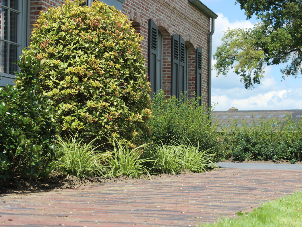 Volledige tuinrenovatie met beplanting, terras en pad achteraan woning door Tuinaanleg Damen Hoogstraten
